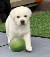 Orange Collar Male, a male Labrador Retriever for sale in Utopia, TX – 3 of 10