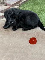 Red Collar Male, a male Labrador Retriever for sale in Utopia, TX – 8 of 10