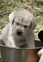 Orange Collar Male, a male Labrador Retriever for sale in Utopia, TX – 6 of 10