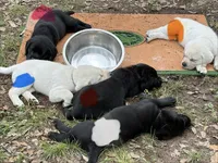 Red Collar Male, a male Labrador Retriever for sale in Utopia, TX – 10 of 10