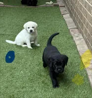 Yellow collar male, a male Labrador Retriever for sale in Utopia, TX – 9 of 10