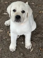 Orange Collar Male, a male Labrador Retriever for sale in Utopia, TX – 10 of 10