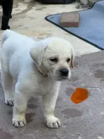 Orange Collar Male, a male Labrador Retriever for sale in Utopia, TX – 5 of 10