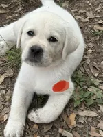 Orange Collar Male, a male Labrador Retriever for sale in Utopia, TX – 2 of 10