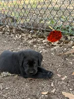 Red Collar Male, a male Labrador Retriever for sale in Utopia, TX – 7 of 10
