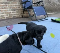 Yellow collar male, a male Labrador Retriever for sale in Utopia, TX – 7 of 10