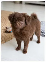 Teddy, a male Pomchi for sale in East Saint Louis, IL – 1 of 1