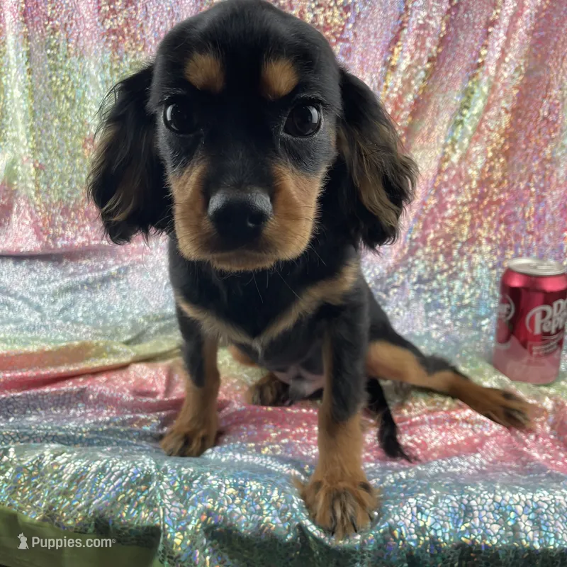 Tyson, a male Cavalier King Charles Spaniel for sale in Carthage, TN – 1 of 2