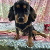Tyson, a male Cavalier King Charles Spaniel for sale in Carthage, TN – 1 of 2