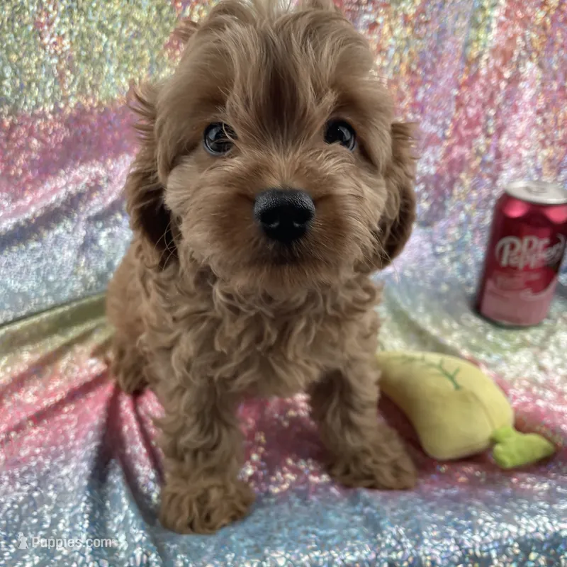 Cally – Cavapoo puppy for sale in Carthage, TN