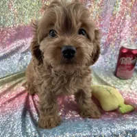 Cally, a female Cavapoo for sale in Carthage, TN – 1 of 1