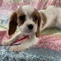 Quentin, a male Cavalier King Charles Spaniel for sale in Carthage, TN – 1 of 3