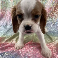 Quentin, a male Cavalier King Charles Spaniel for sale in Carthage, TN – 3 of 3