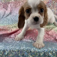 Quentin, a male Cavalier King Charles Spaniel for sale in Carthage, TN – 2 of 3