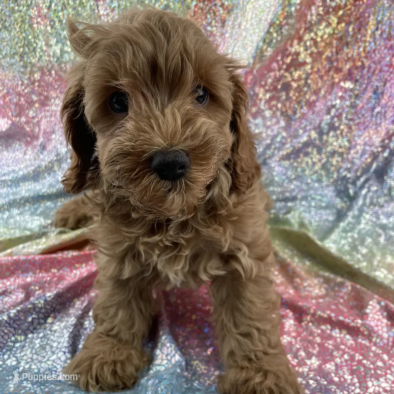 Yorik – Cavapoo puppy for sale in Carthage, TN