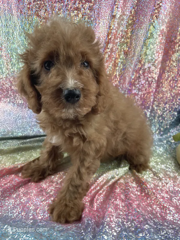 Borris – Cavapoo puppy for sale in Carthage, TN