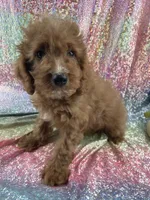 Borris, a male Cavapoo for sale in Carthage, TN – 1 of 1