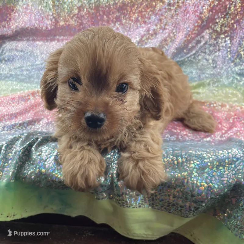 Conny – Cavapoo puppy for sale in Carthage, TN