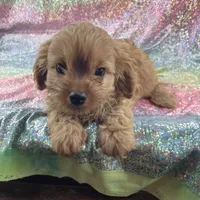 Conny, a female Cavapoo for sale in Carthage, TN – 1 of 1