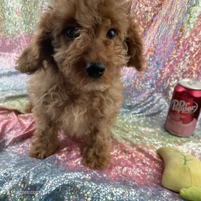 Bell – Cavapoo puppy for sale in Carthage, TN