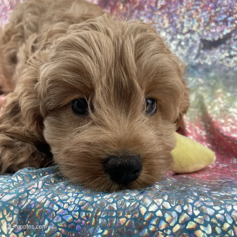 Candy – Cavapoo puppy for sale in Carthage, TN