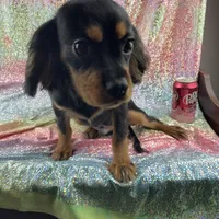 Tyson, a male Cavalier King Charles Spaniel for sale in Carthage, TN – 2 of 2