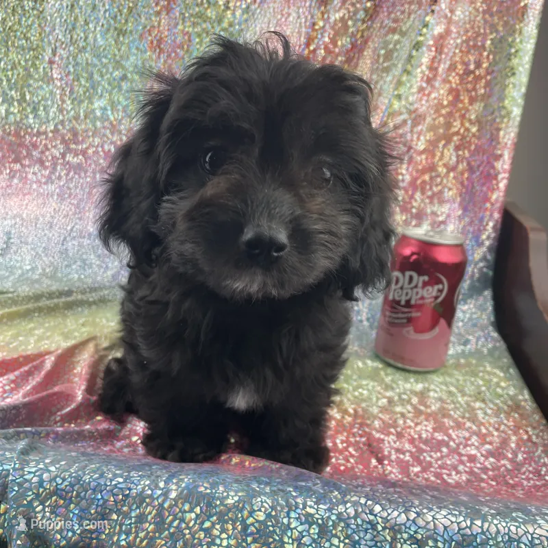 Aster – Cavapoo puppy for sale in Carthage, TN