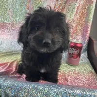 Aster, a male Cavapoo for sale in Carthage, TN – 1 of 1