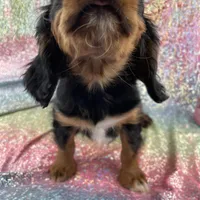 Trixie, a female Cavalier King Charles Spaniel for sale in Carthage, TN – 2 of 3