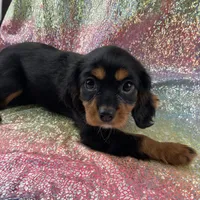 Trixie, a female Cavalier King Charles Spaniel for sale in Carthage, TN – 3 of 3