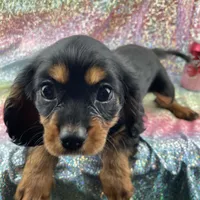 Trixie, a female Cavalier King Charles Spaniel for sale in Carthage, TN – 1 of 3
