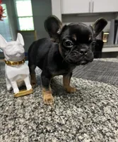 Skylar, a female French Bulldog for sale in Atlanta, GA – Photo 2 of 5