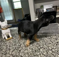 Skylar, a female French Bulldog for sale in Atlanta, GA – Photo 4 of 5