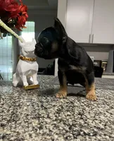 Skylar, a female French Bulldog for sale in Atlanta, GA – Photo 5 of 5