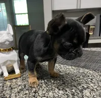 Skylar, a female French Bulldog for sale in Atlanta, GA – Photo 3 of 5