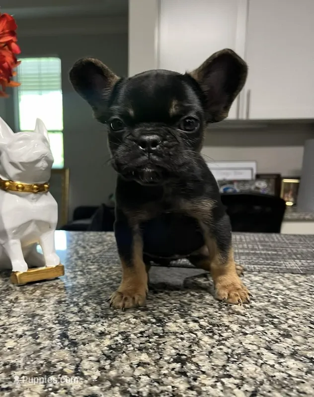Skylar – French Bulldog puppy for sale in Atlanta, GA