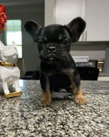 Skylar, a female French Bulldog for sale in Atlanta, GA – Photo 1 of 5