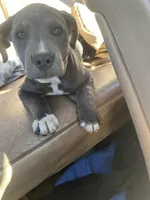 No Name Yet, a male American Pit Bull Terrier for sale in Fresno, CA – Photo 2 of 2