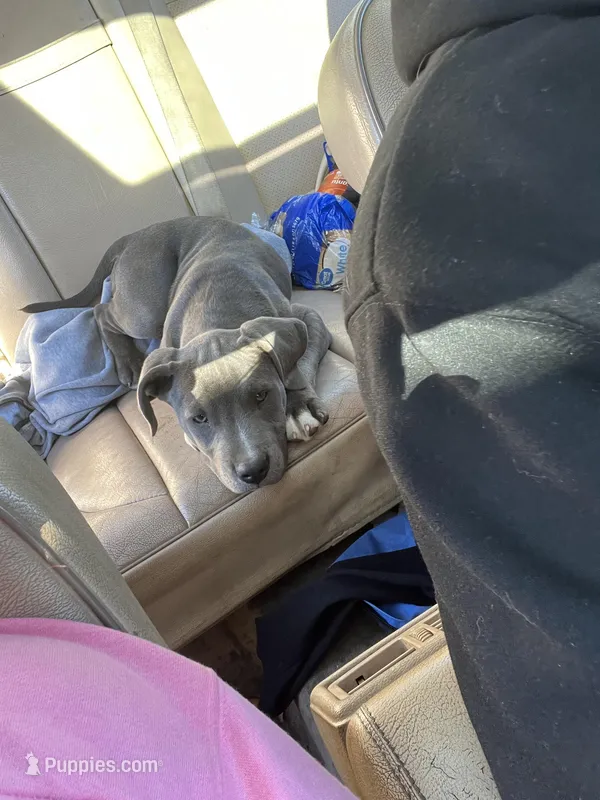 No Name Yet – American Pit Bull Terrier puppy for sale in Fresno, CA