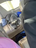 No Name Yet, a male American Pit Bull Terrier for sale in Fresno, CA – Photo 1 of 2