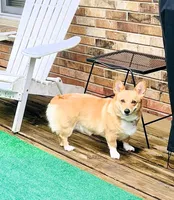 Yam, a male Pembroke Welsh Corgi for sale in Goodlettsville, TN – Photo 10 of 10