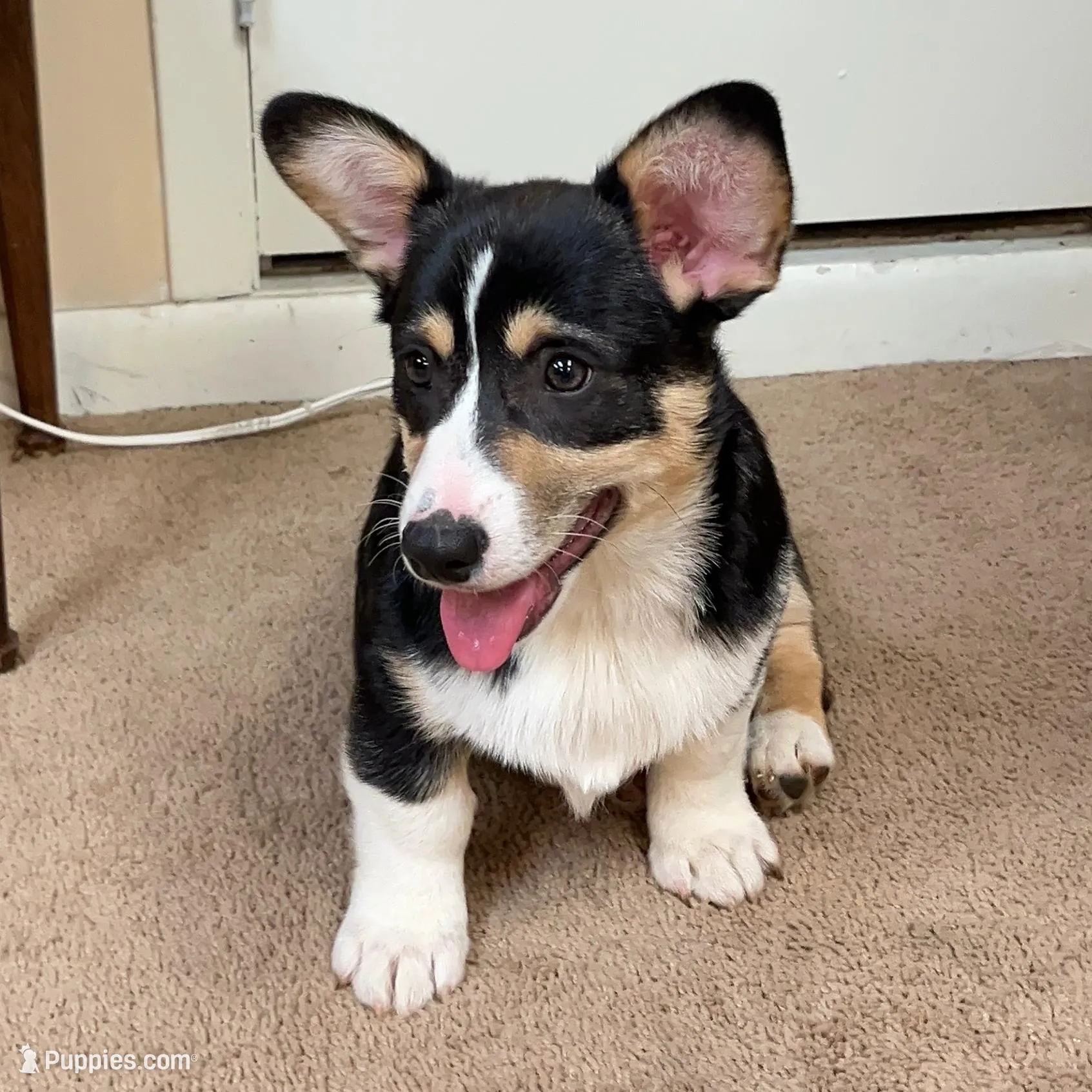 Yam, a male Pembroke Welsh Corgi for sale in Goodlettsville, TN – Photo 2 of 6