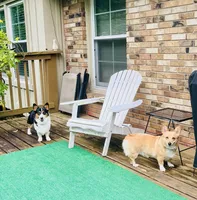 Yam, a male Pembroke Welsh Corgi for sale in Goodlettsville, TN – Photo 7 of 10