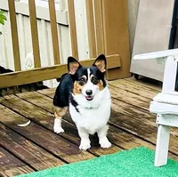 Yam, a male Pembroke Welsh Corgi for sale in Goodlettsville, TN – Photo 9 of 10