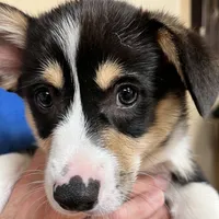 Yam, a male Pembroke Welsh Corgi for sale in Goodlettsville, TN – Photo 4 of 10