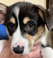 Yam, a male Pembroke Welsh Corgi for sale in Goodlettsville, TN – Photo 4 of 6