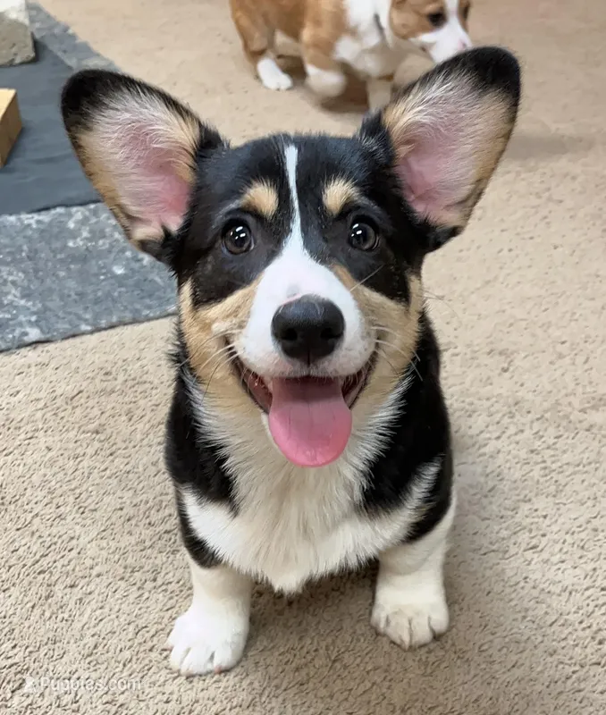 Yam, a male Pembroke Welsh Corgi for sale in Goodlettsville, TN – Photo 1 of 6