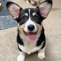 Yam, a male Pembroke Welsh Corgi for sale in Goodlettsville, TN – Photo 1 of 10
