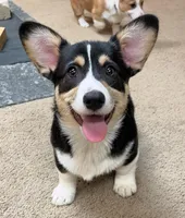 Yam, a male Pembroke Welsh Corgi for sale in Goodlettsville, TN – Photo 1 of 6