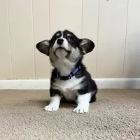 Yam, a male Pembroke Welsh Corgi for sale in Goodlettsville, TN – Photo 6 of 10